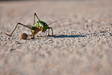 grasshopper, cricket, cicada, insect, detail, garden, nature