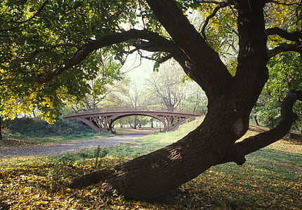 bridge, landscape, park, tree, architecture, urban, cityscape