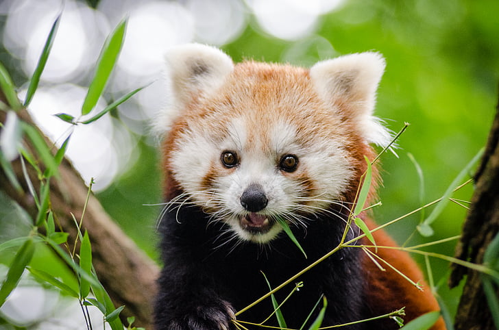 adorable, animal, lindo, hierba, panda rojo, flora y fauna, Panda - animal