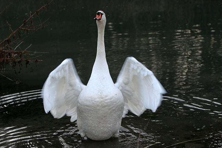 hl swan aiden hl swan aiden