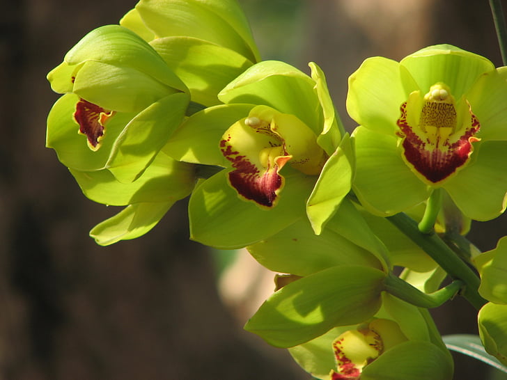 orhidee, flori, verde, Wanda flori