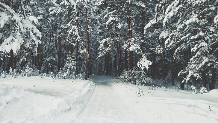 snø, Vinter, hvit, kalde, Vær, isen, trær