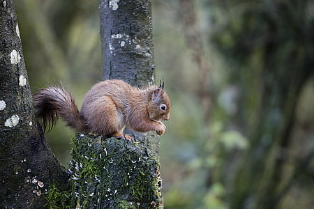 Red veveriţă, faunei sălbatice, pădure, Sciurus, vulgaris, drăguţ, animale