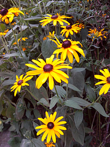 Blumen, Sonnenhut, Sommer, Korb-Blume-Gewächshaus, gelb, Natur, Blume