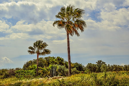 albero di Palma, giardino, natura, paesaggio, paesaggio, Mediterraneo, Kapparis