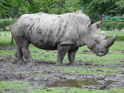rhinoceros, rhino, zoo