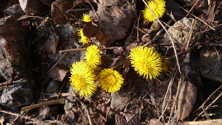 coltsfoot, spring, yellow flower