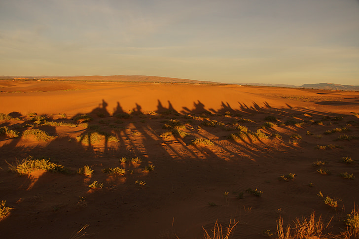 Shadow, Camel, Desert