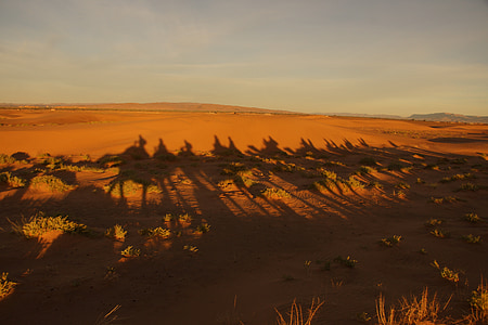 sombra, camelo, deserto