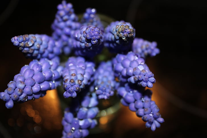 modry, puķe, zila, daba, purpurkrāsas ziediem, augu