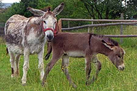 donkey, donkey foal, foal, mother, child, baby, animal
