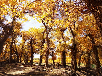 Populus euphratica gozd, popoldne, jeseni