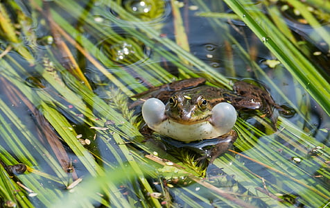 Kurbağa, su kurbağa, ranidae, Avusturya, Altenrhein, doğa, yaban hayatı fotoğraf
