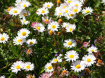 花, 花の草原, トンプソン, マーガレット, 春の花, 白い花, 草原