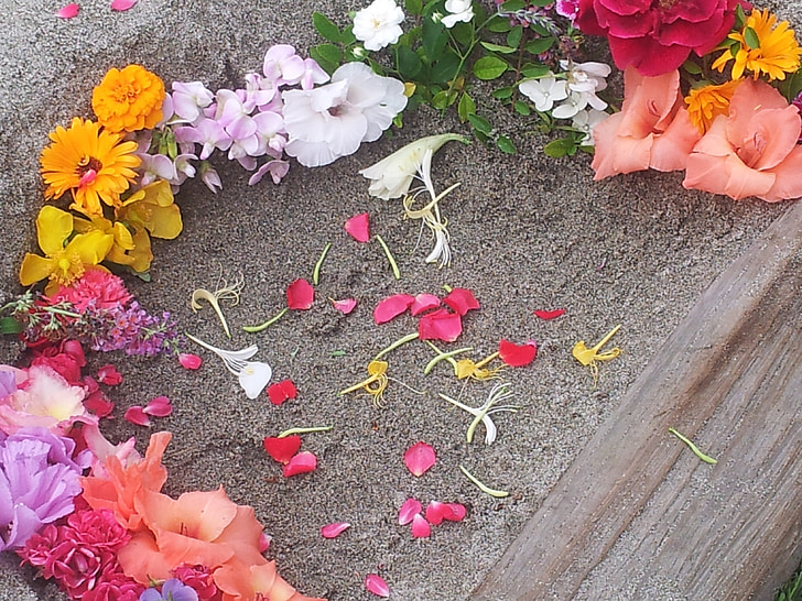 λουλούδια, φρέσκα λουλούδια, χλωρίδα, Άμμος, λουλούδι, άνοιξη