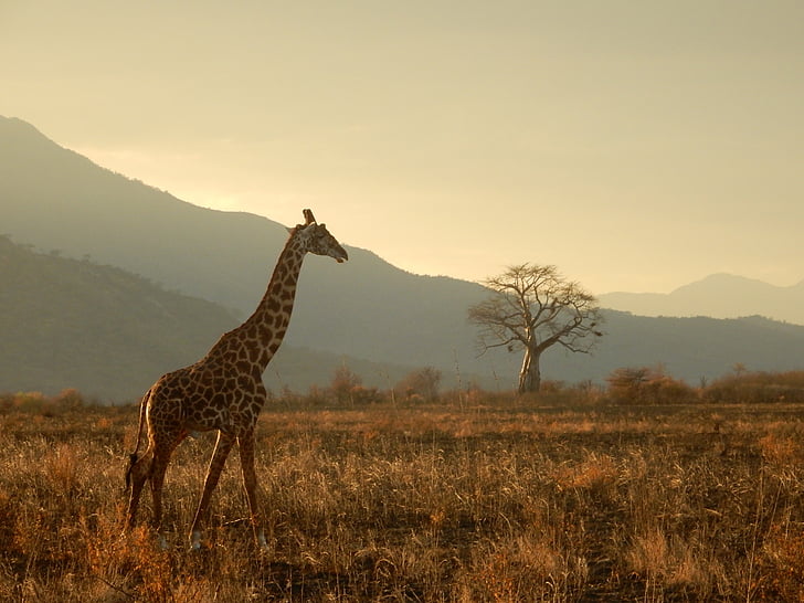 жираф, Танзания, сафари, животни, Савана