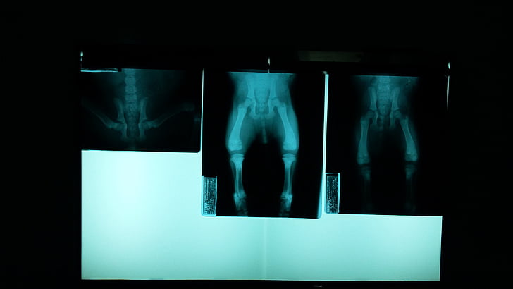 rentgenový snímek, veterinární, pánev