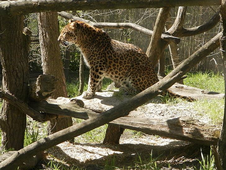 Leopard, Tier, Katze, große Katze