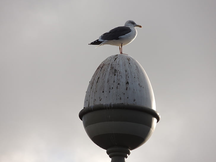 dove, bird, london, lampposts, seagull