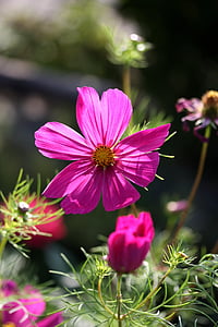 Cosmos, το καλοκαίρι, χλωρίδα, λουλούδι, ροζ, ηλιακό φως