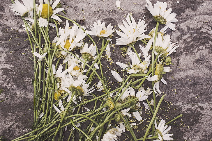marguerites, flowers, withered, floor, dead, destroyed, decay