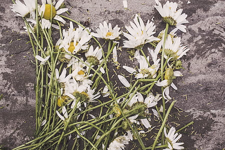 Marguerites, bloemen, verwelkte aren, vloer, dood, vernietigd, verval
