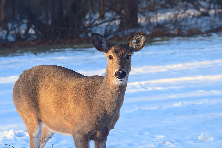 jelen, sončne svetlobe, sneg, narave, prosto živeče živali, gozd, divje