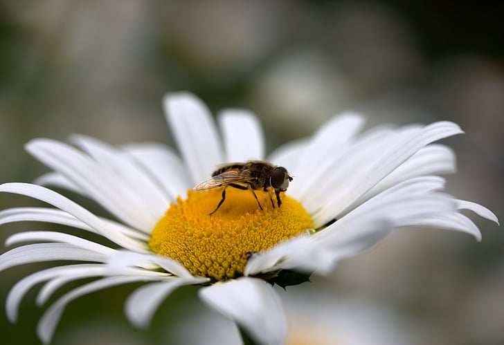 pčela, tratinčica, pelud, rad, Insecta, priroda, cvijet