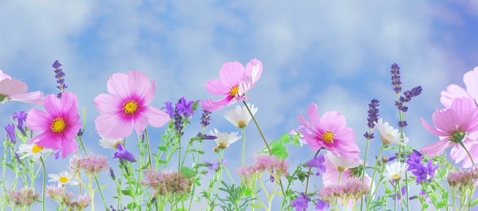 야생 꽃, 꽃, 공장, 매크로, 자연, 핑크 꽃, 하얀