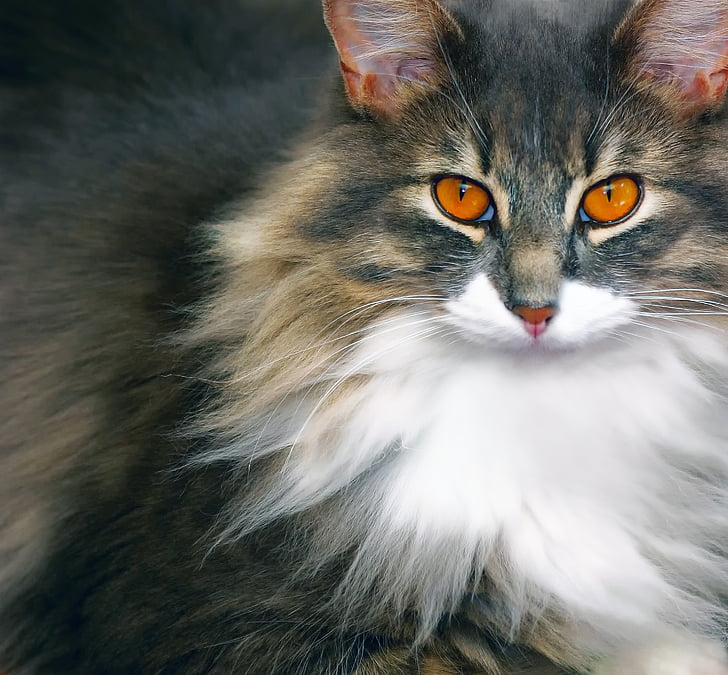 cat, feline, animal, cat eyes, pet, domestic animal, cat's eyes