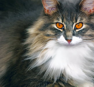 кошка, кошачьи, животное, глаза кошки, домашнее животное, домашнее животное, Кошачий глаз