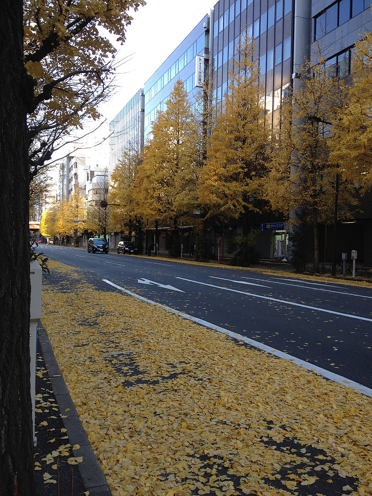 feuilles automnales, automne, ville, jaune, rue, scène urbaine, arbre