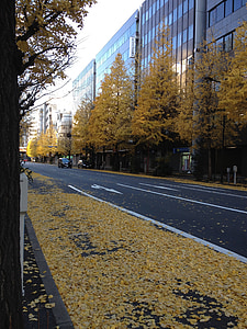 fulles de tardor, tardor, ciutat, groc, carrer, Panorama urbà, arbre