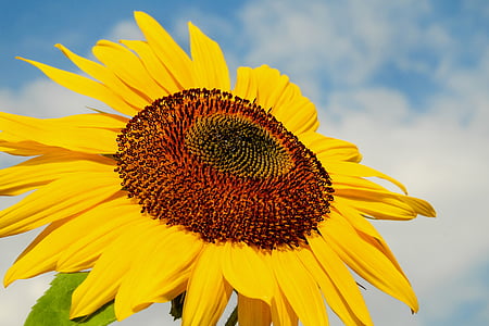 sun flower, flower, blossom, bloom, yellow, inflorescence, flower basket