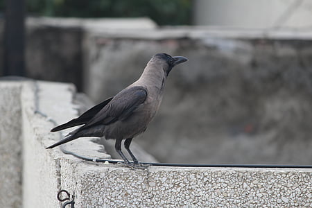 crow, grey-necked, house crow, bird, animal, wildlife, nature
