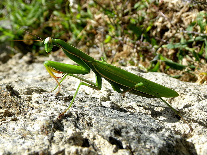 praying mantis, Mantodea, aizveriet