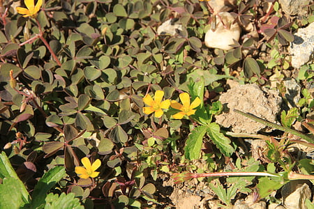 trevo, flores, Oxalis, PES-caprae, amarelo, plantas