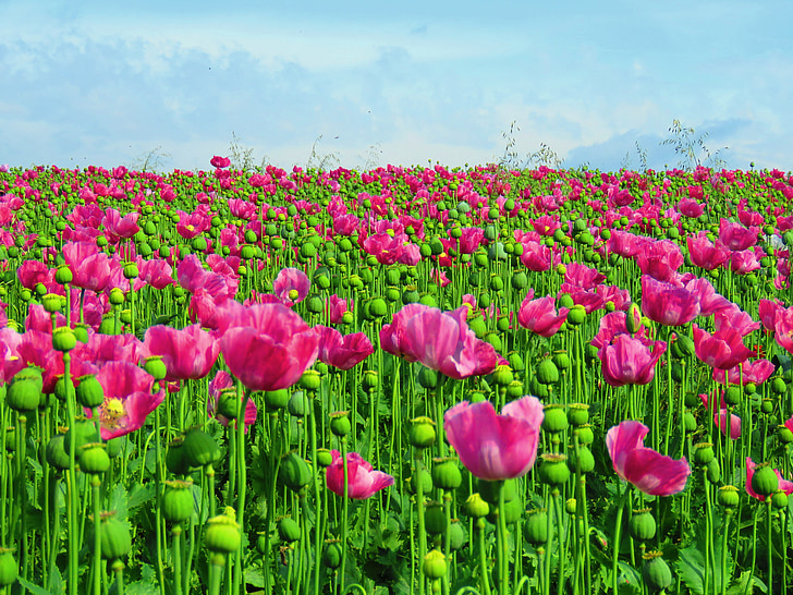 poppy, field, opium poppy, field of poppies, poppy flower, poppies, capsule