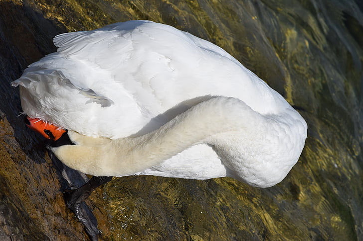 swan, lake, geneva, water, bird, white, beak