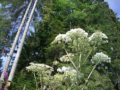 giant hogweed, hogweed, plant, doldengewaechs, tree, spruce, sky