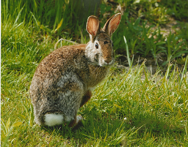 rabbit, cottontail, eastern, bunny, hare, wildlife, nature