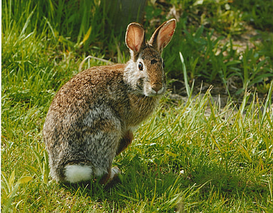 กระต่าย, cottontail, ภาคตะวันออก, กระต่าย, กระต่าย, สัตว์ป่า, ธรรมชาติ
