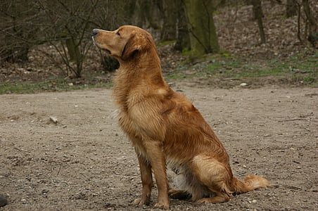 pes, retrívr, Zlatý retriver, důvěřující, portrét psa, Vážený, Krása