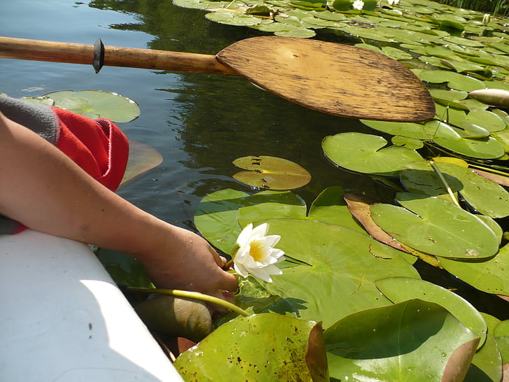 water, kayak, water lily, nature