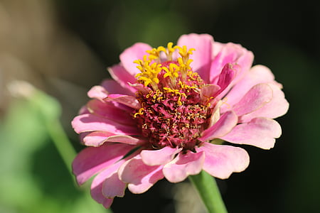 steg, natur, blomst, makro, Luk, haven, røde rose