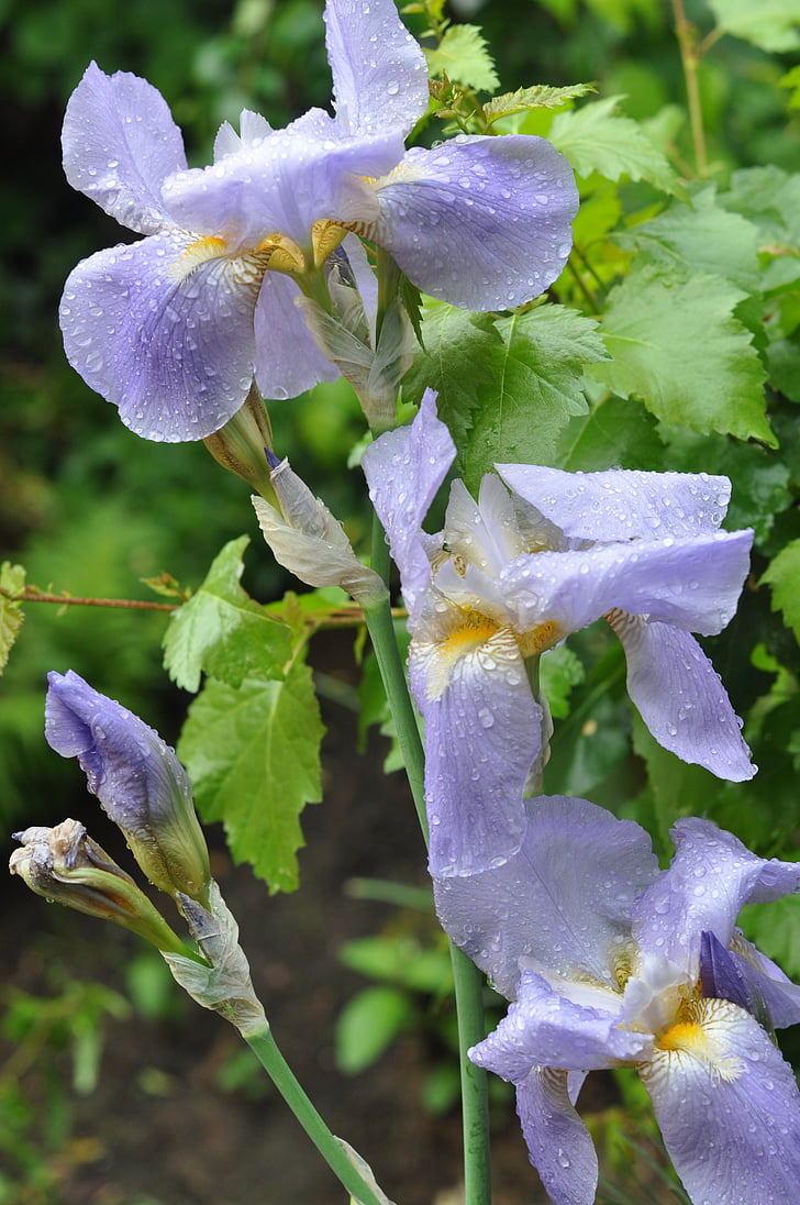 flowers, spring, nature, flower, plant, purple