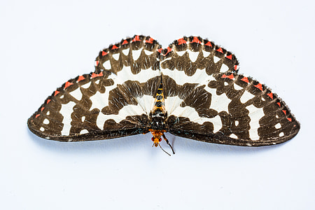 sommerfugl, insekt, Butterfly - insekt, dyr, natur, animalske wing, close-up