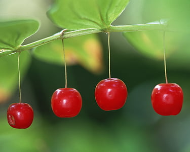 붉은 열매, 신선한 매체, 과일