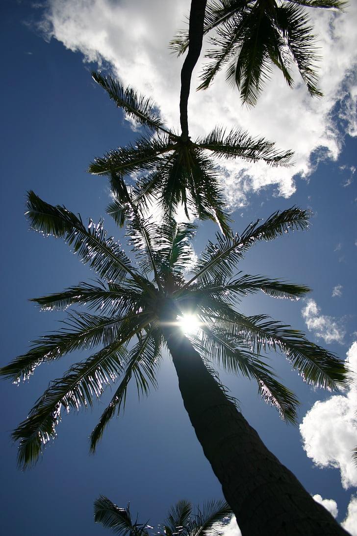 palm trees, hawaii, sky, blue, sun, summer, holiday