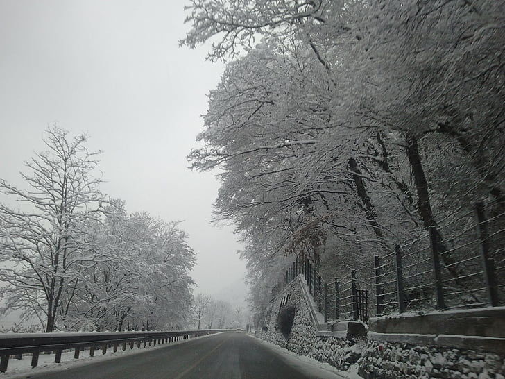 neu, carretera, asfalt, l'hivern, arbre, natura, fred - temperatura
